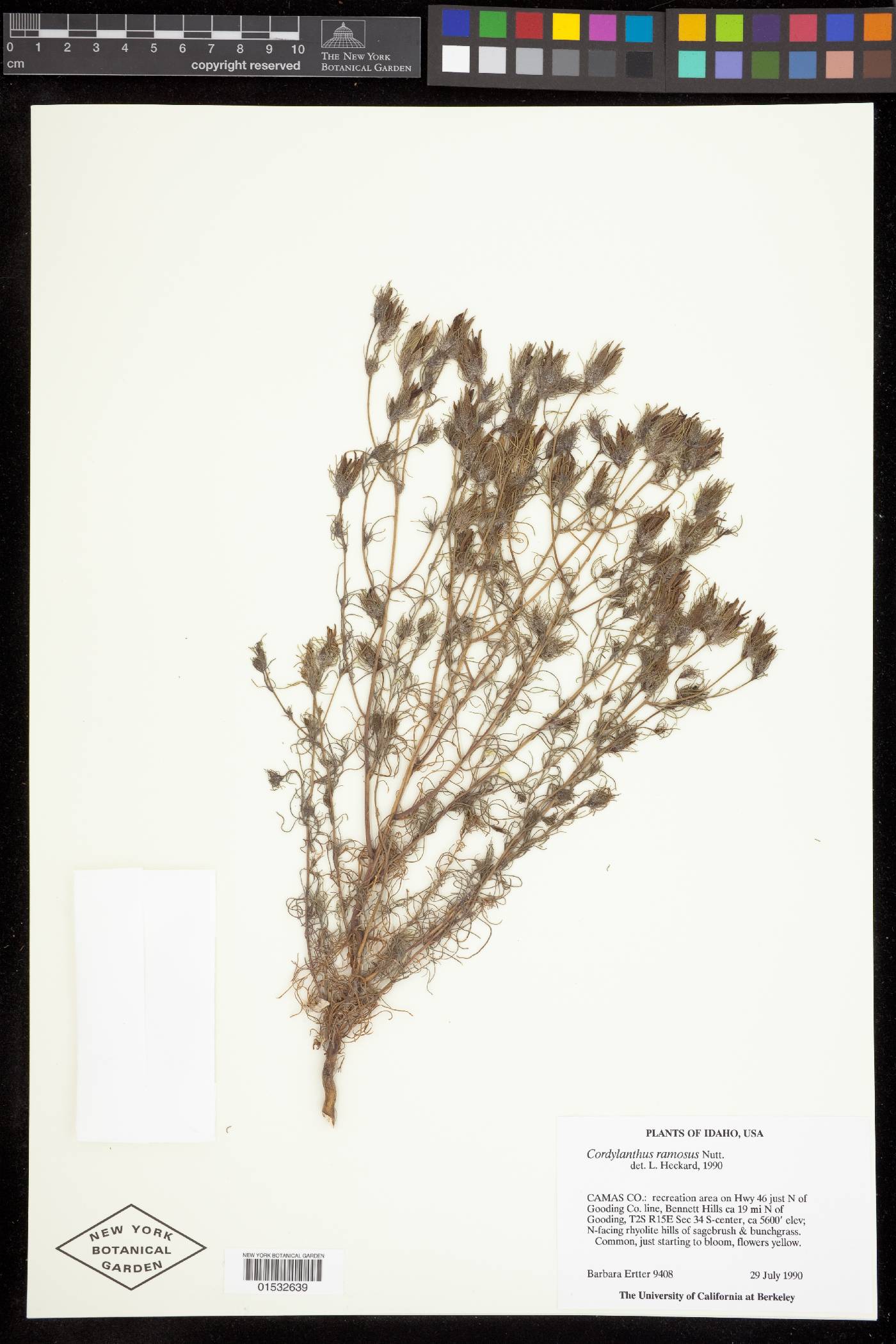 Cordylanthus ramosus image