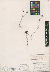 Collinsia parviflora var. grandiflora image