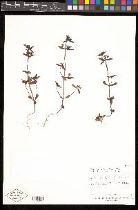 Collinsia parviflora image