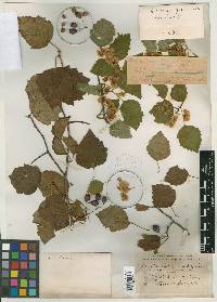 Crataegus gravis image
