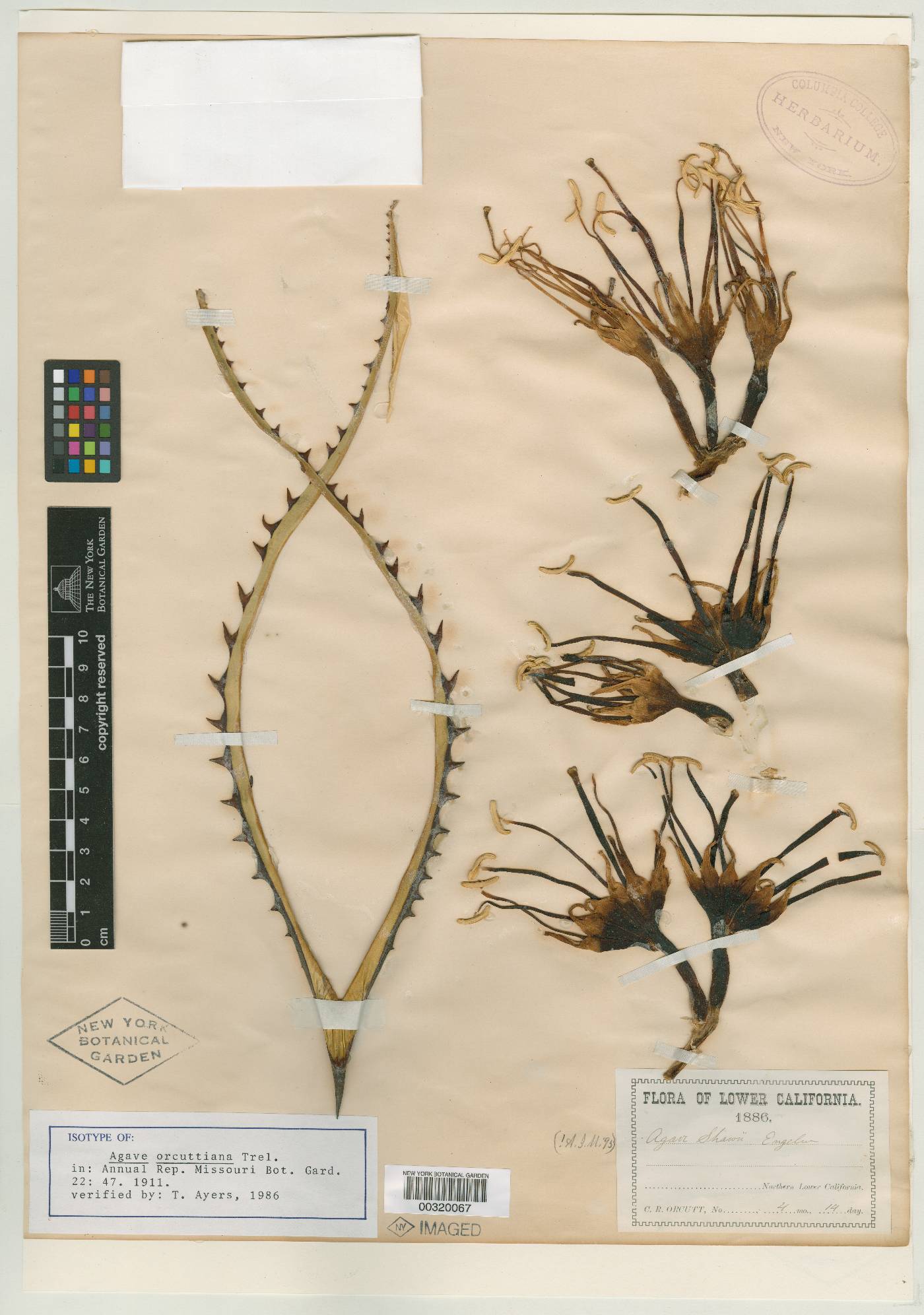 Agave orcuttiana image