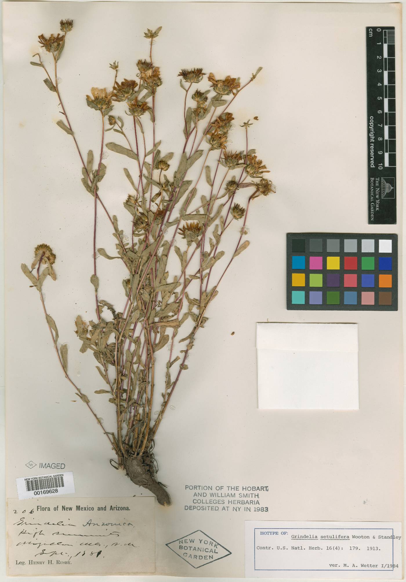 Grindelia setulifera image