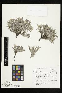 Oreocarya abortiva image