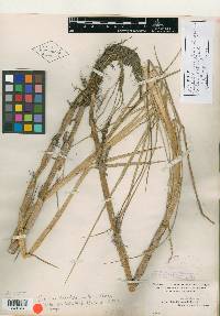 Panicum paludivagum image