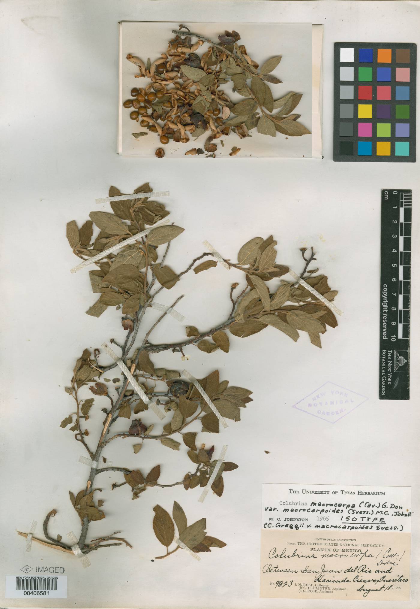 Colubrina macrocarpa image