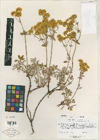 Eriogonum umbellatum var. furcosum image