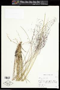 Muhlenbergia capillaris image