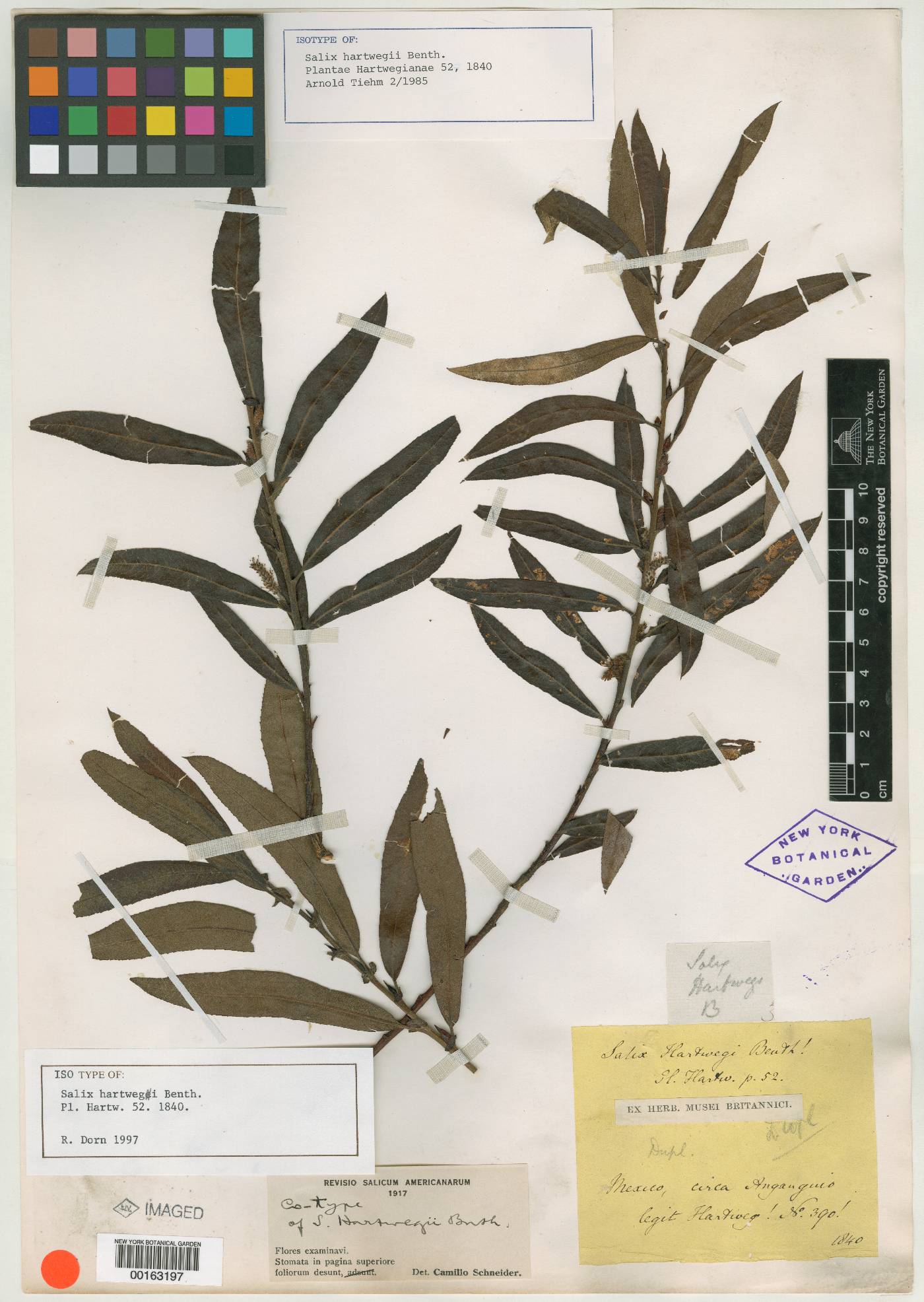 Salix hartwegii image