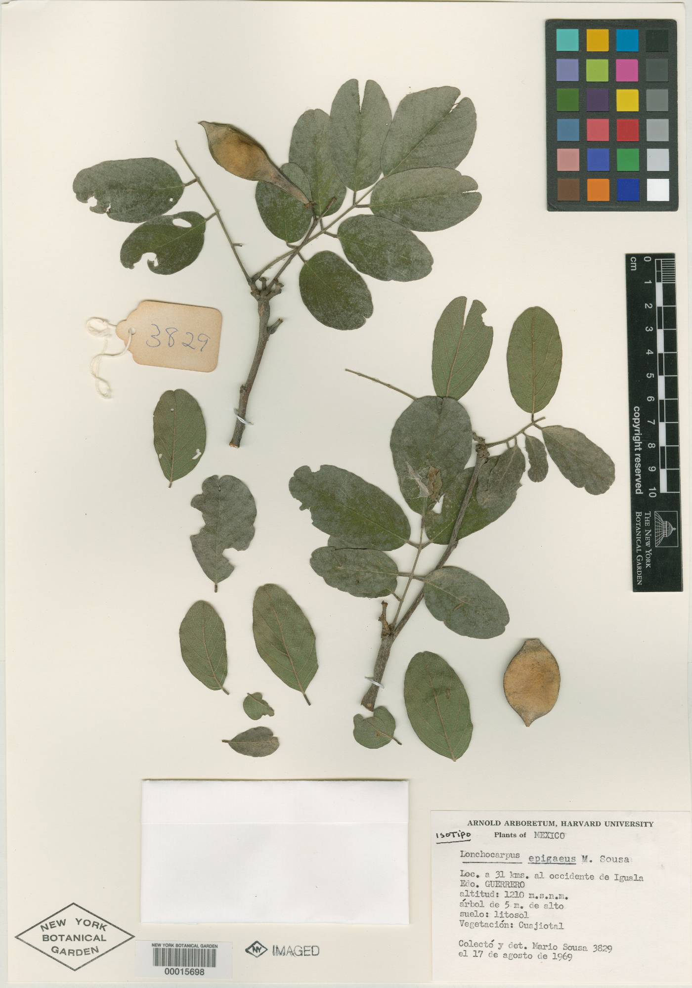 Lonchocarpus epigaeus image