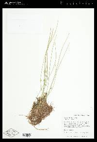 Juncus filiformis image