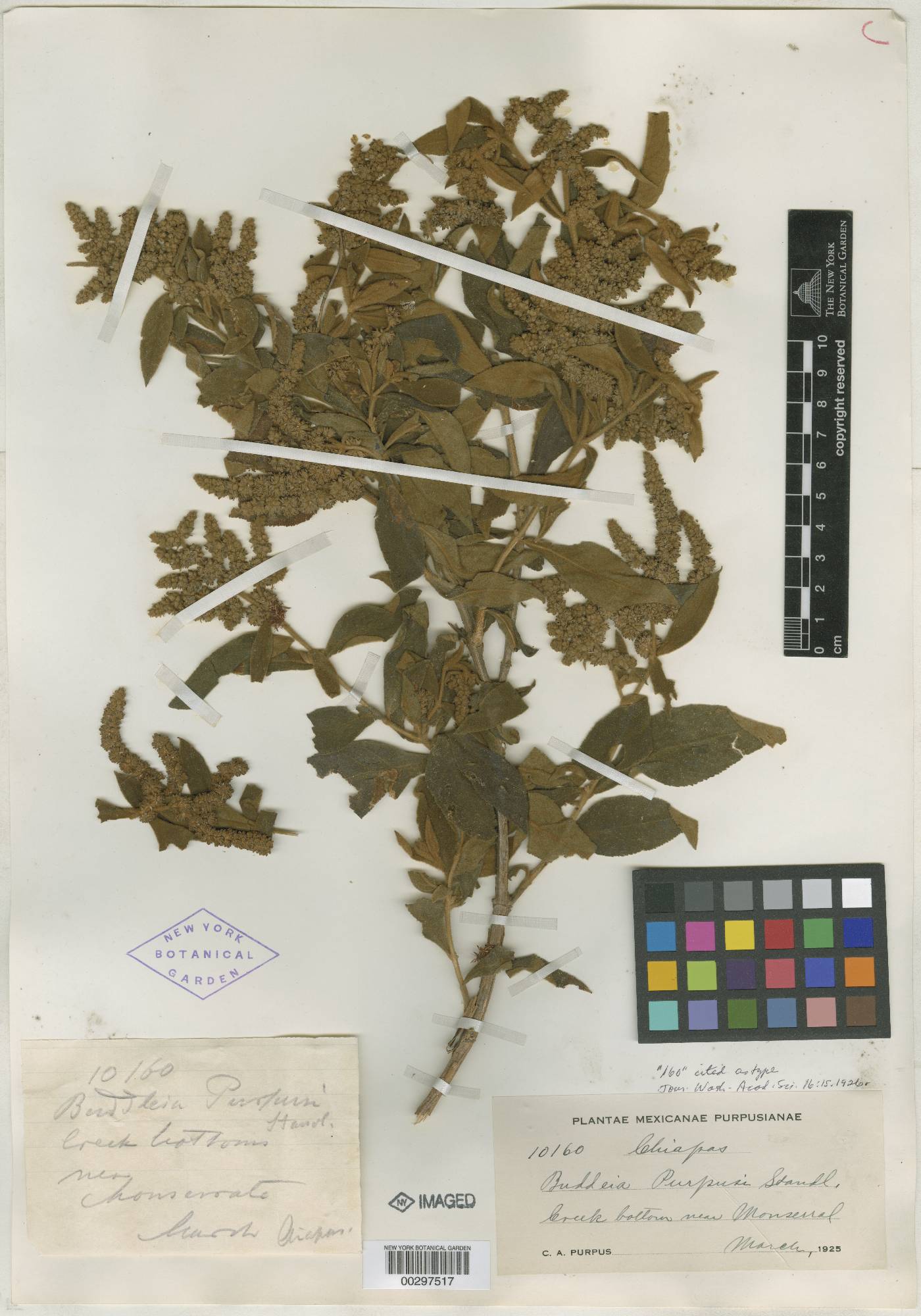 Buddleja crotonoides image