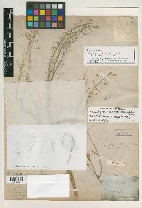 Physaria gracilis image