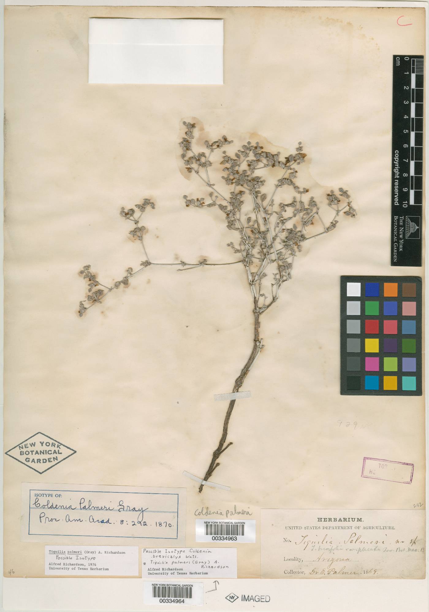 Coldenia brevicalyx image