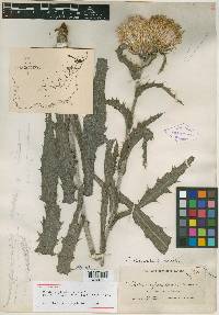 Image of Carduus pinetorum