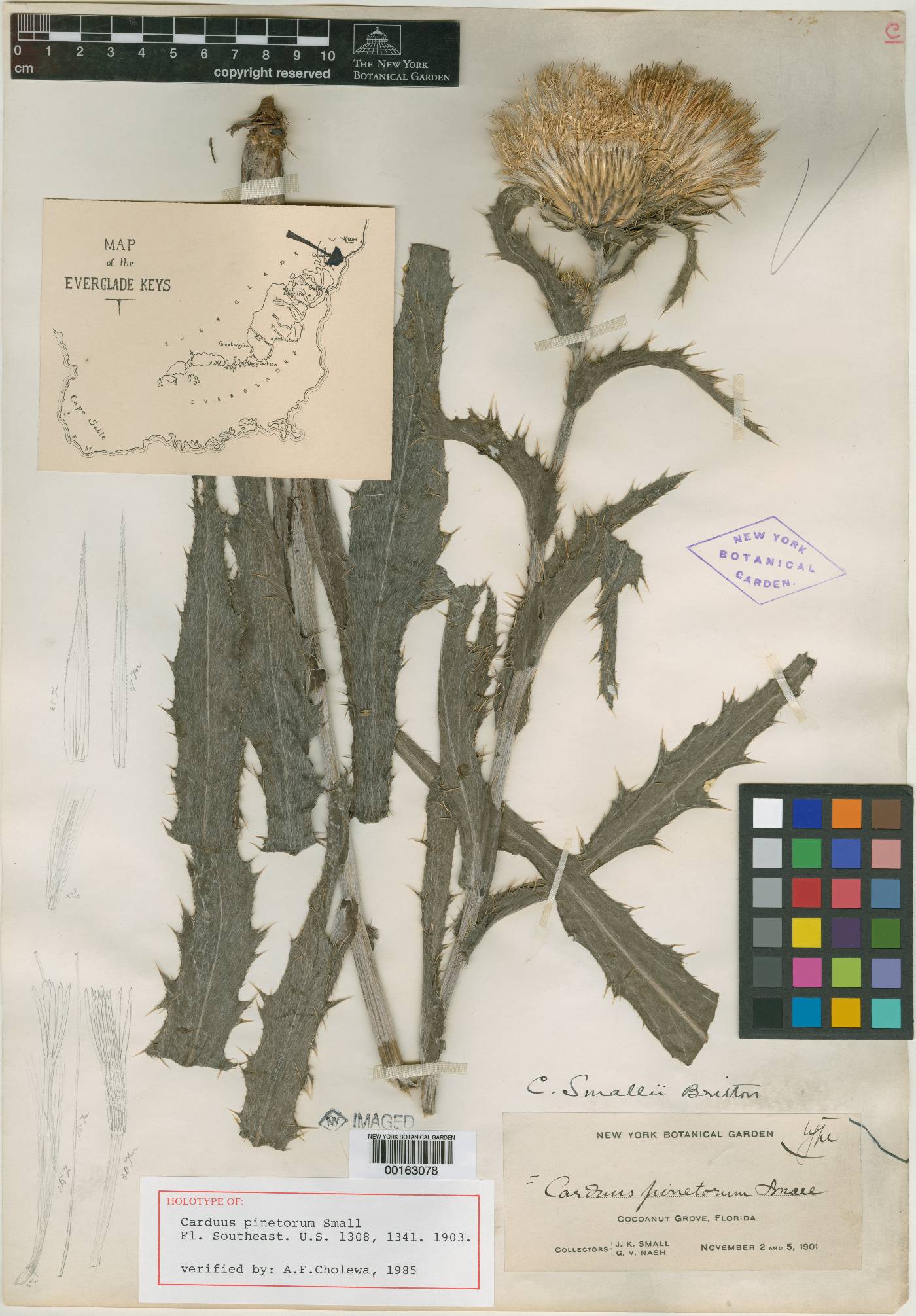 Carduus pinetorum image