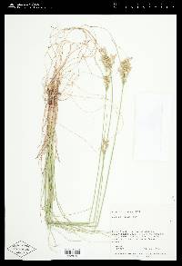 Juncus tenuis var. tenuis image