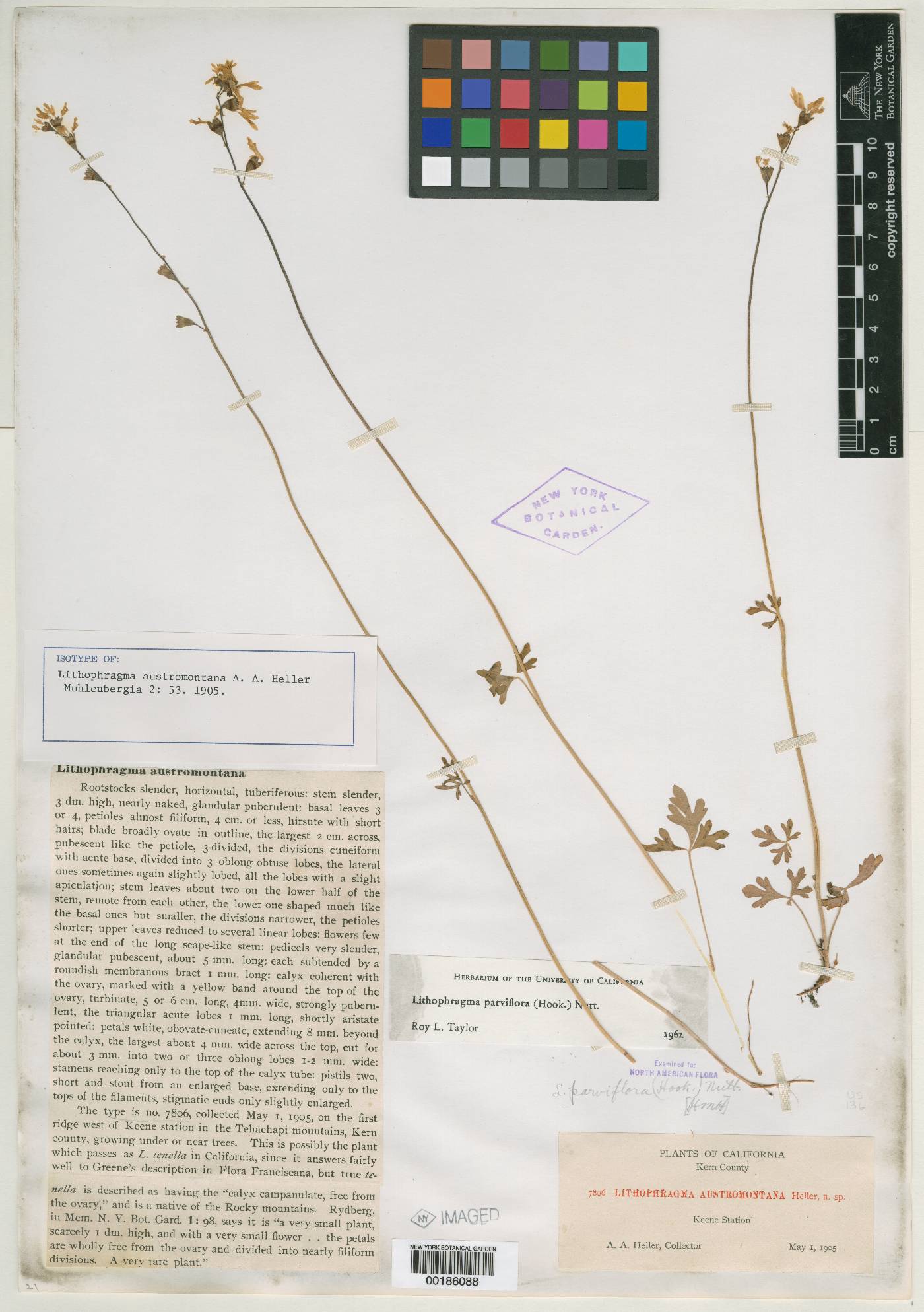 Lithophragma austromontana image