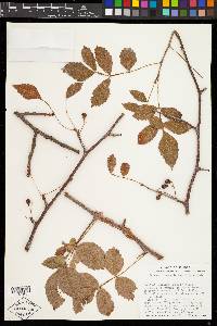Bursera citronella image
