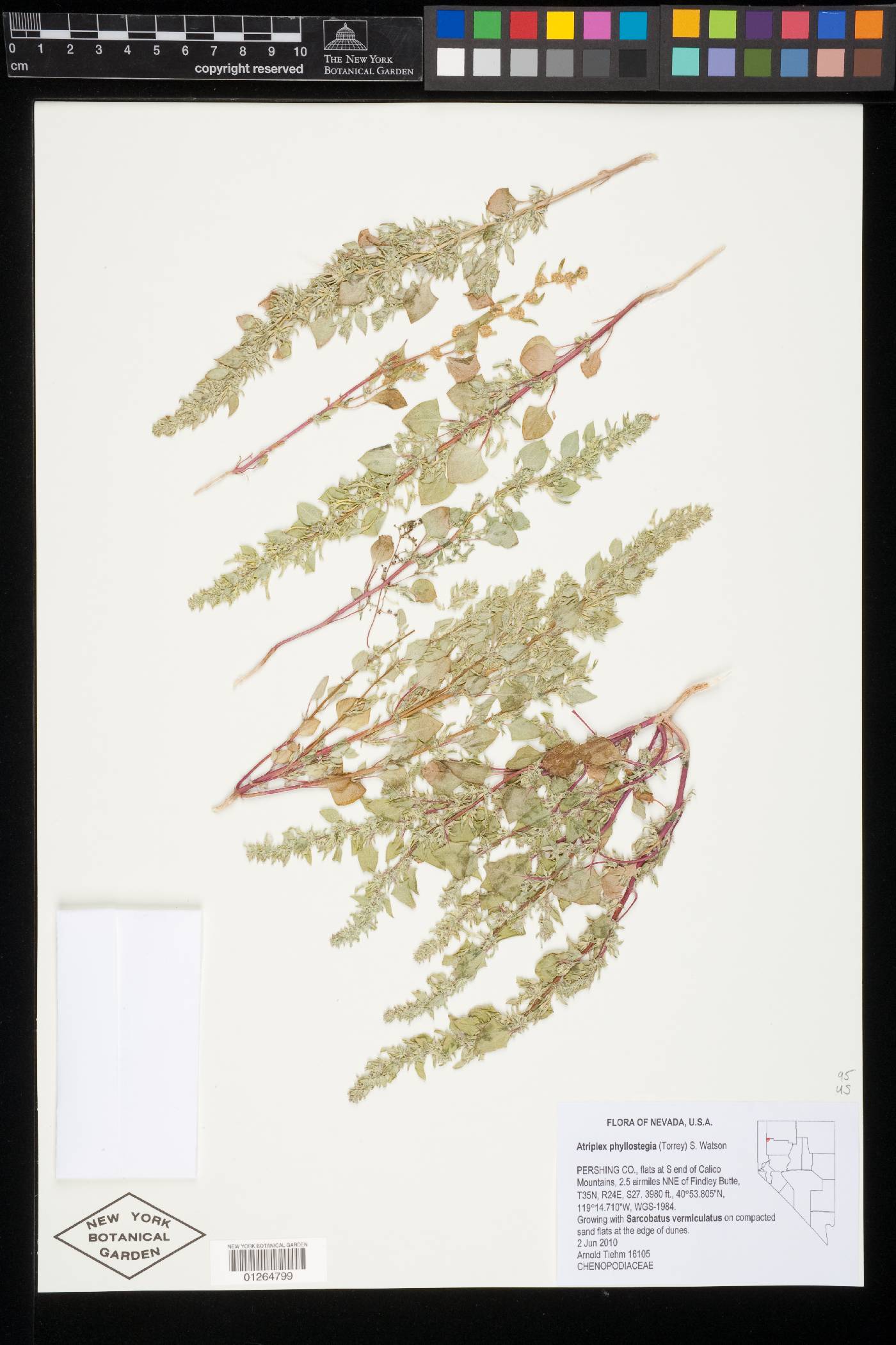 Atriplex phyllostegia image