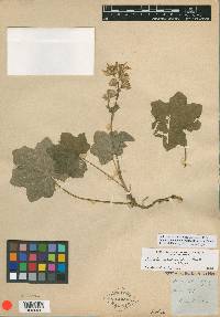 Senecio platanifolius image