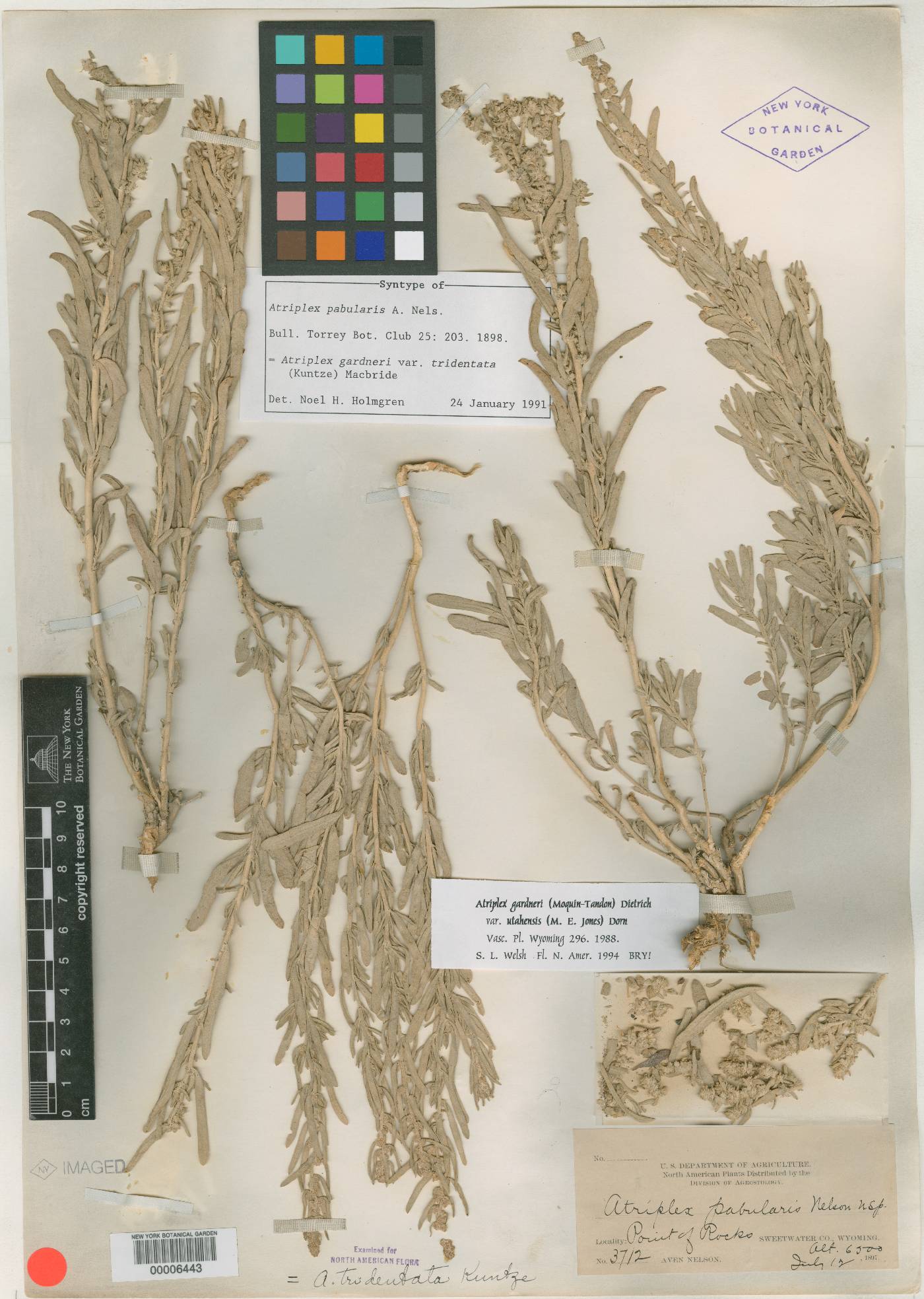 Atriplex pabularis image