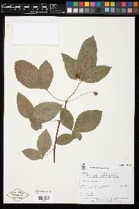 Bursera heteresthes image