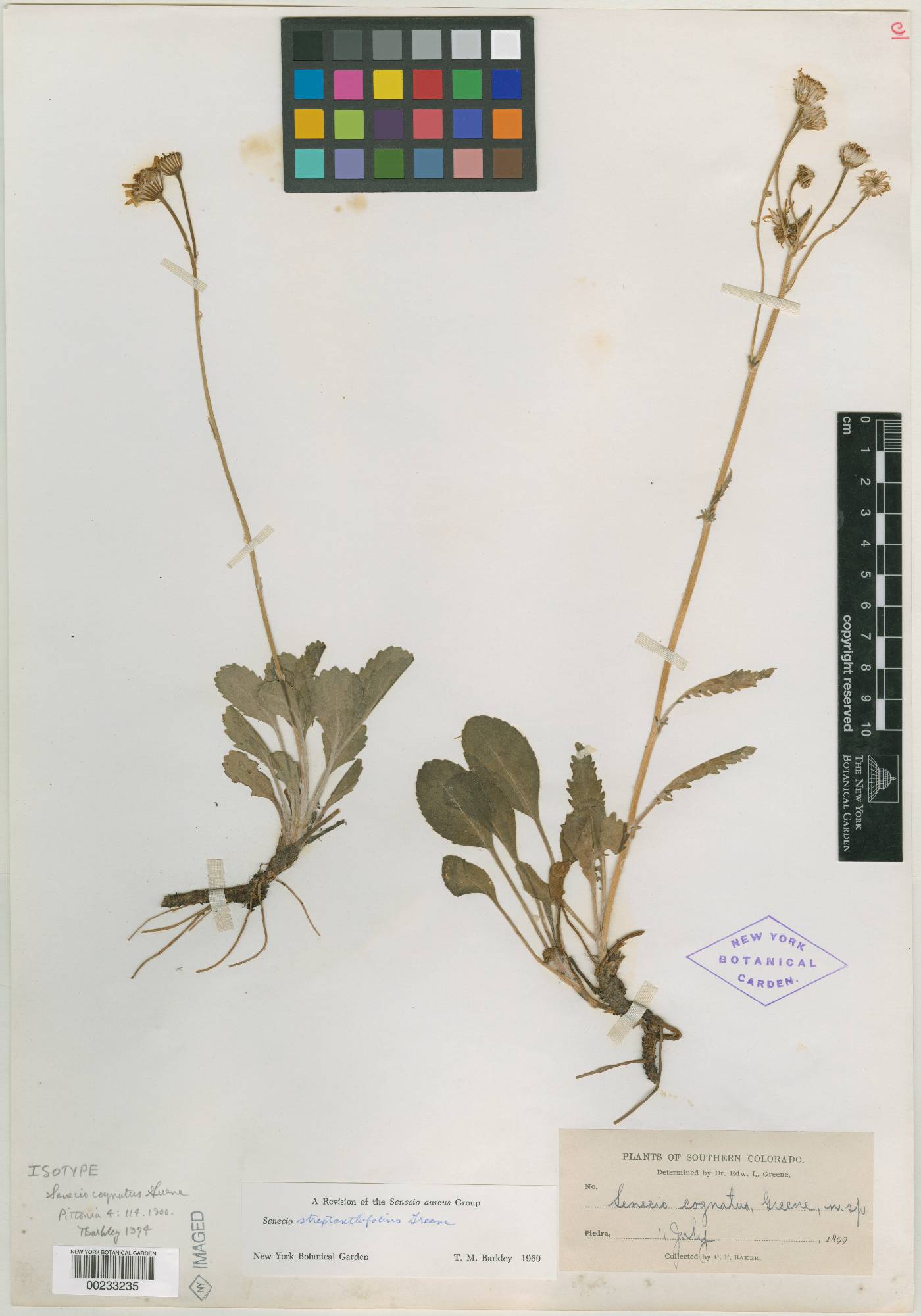 Senecio cognatus image