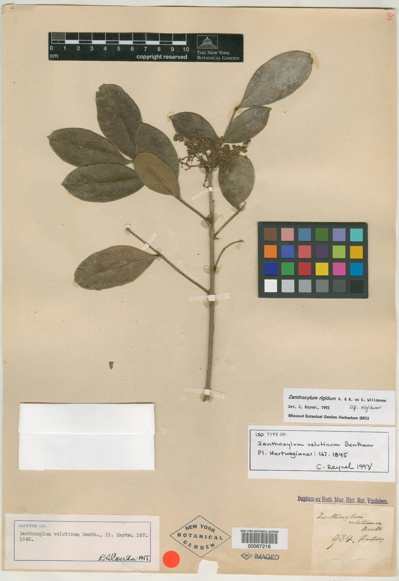 Zanthoxylum rigidum image