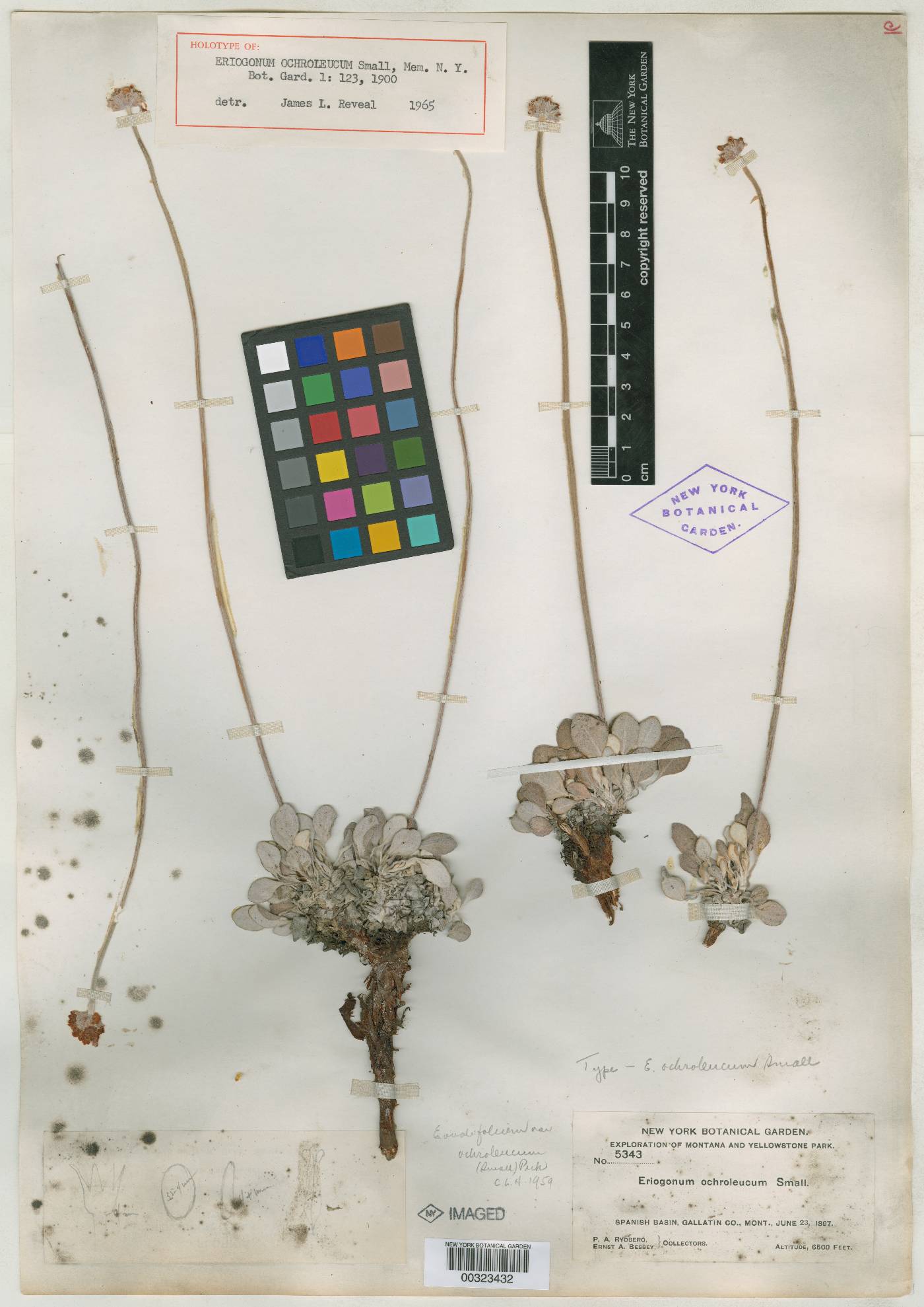 Eriogonum ochroleucum image
