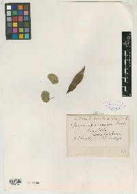 Bauhinia peninsularis image