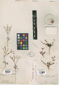 Eriogonum foliosum image