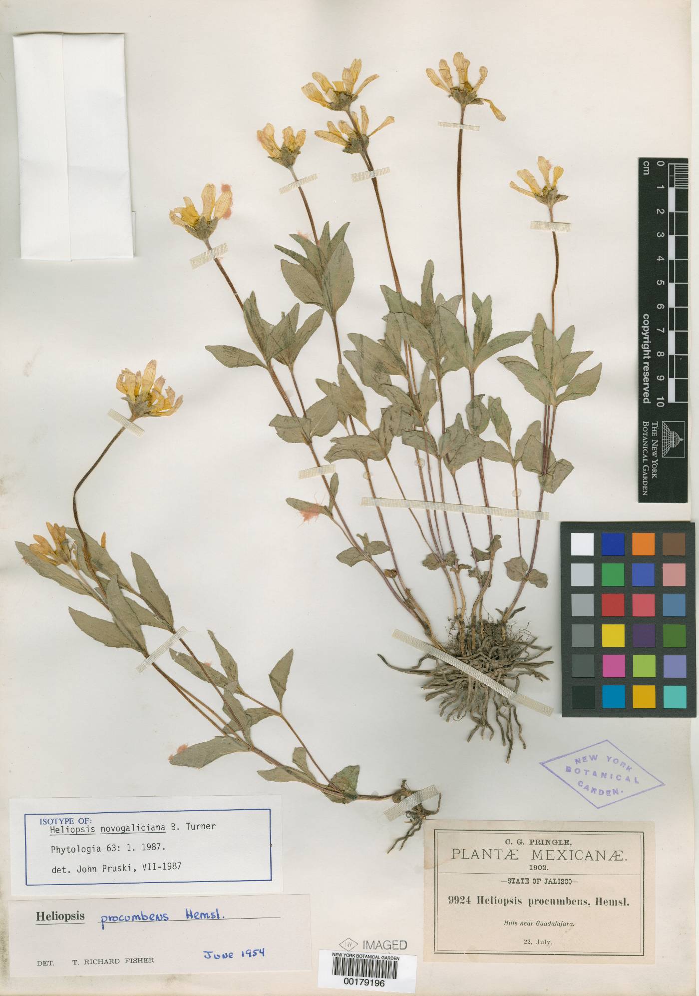 Heliopsis novogaliciana image