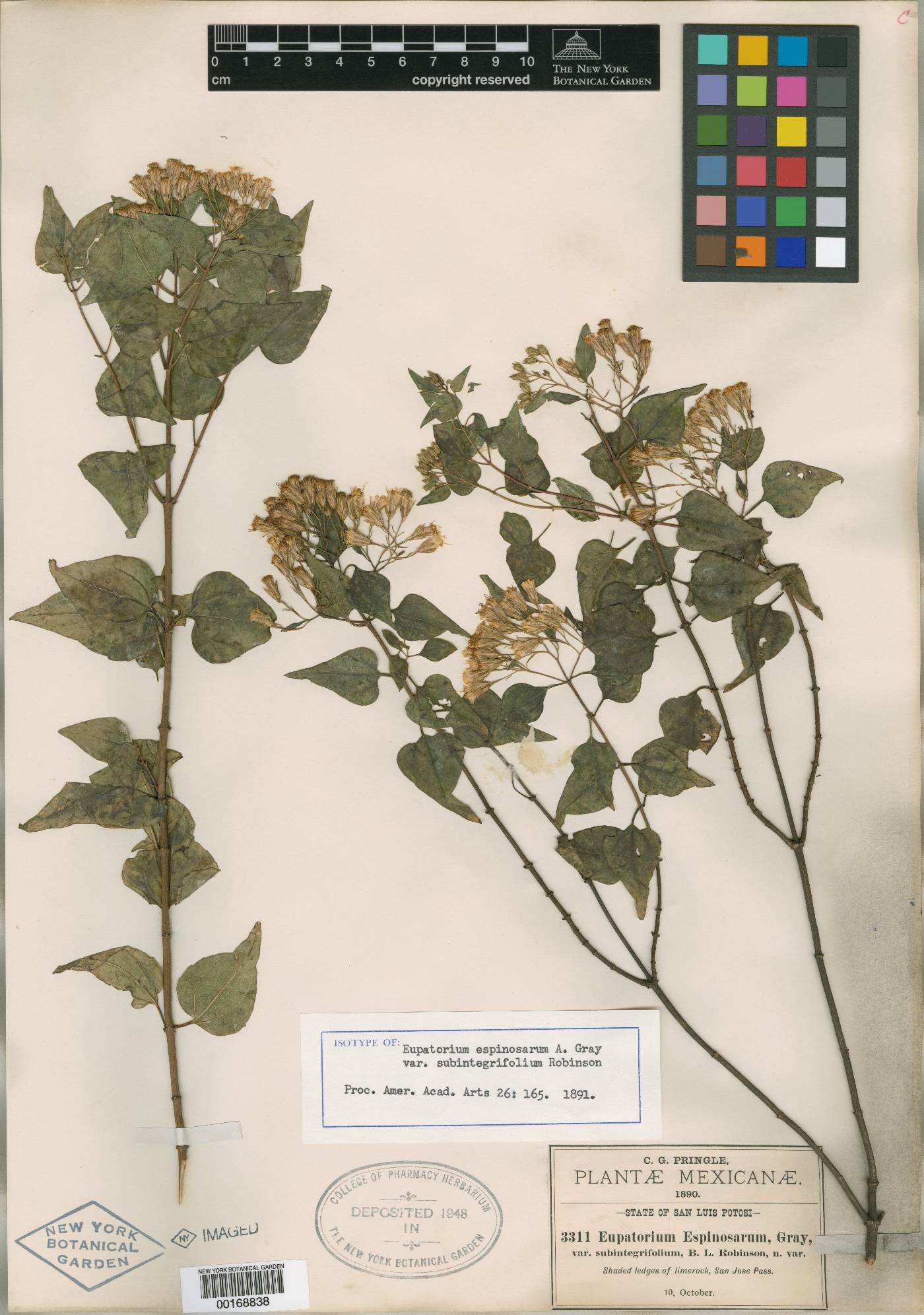 Ageratina espinosarum image