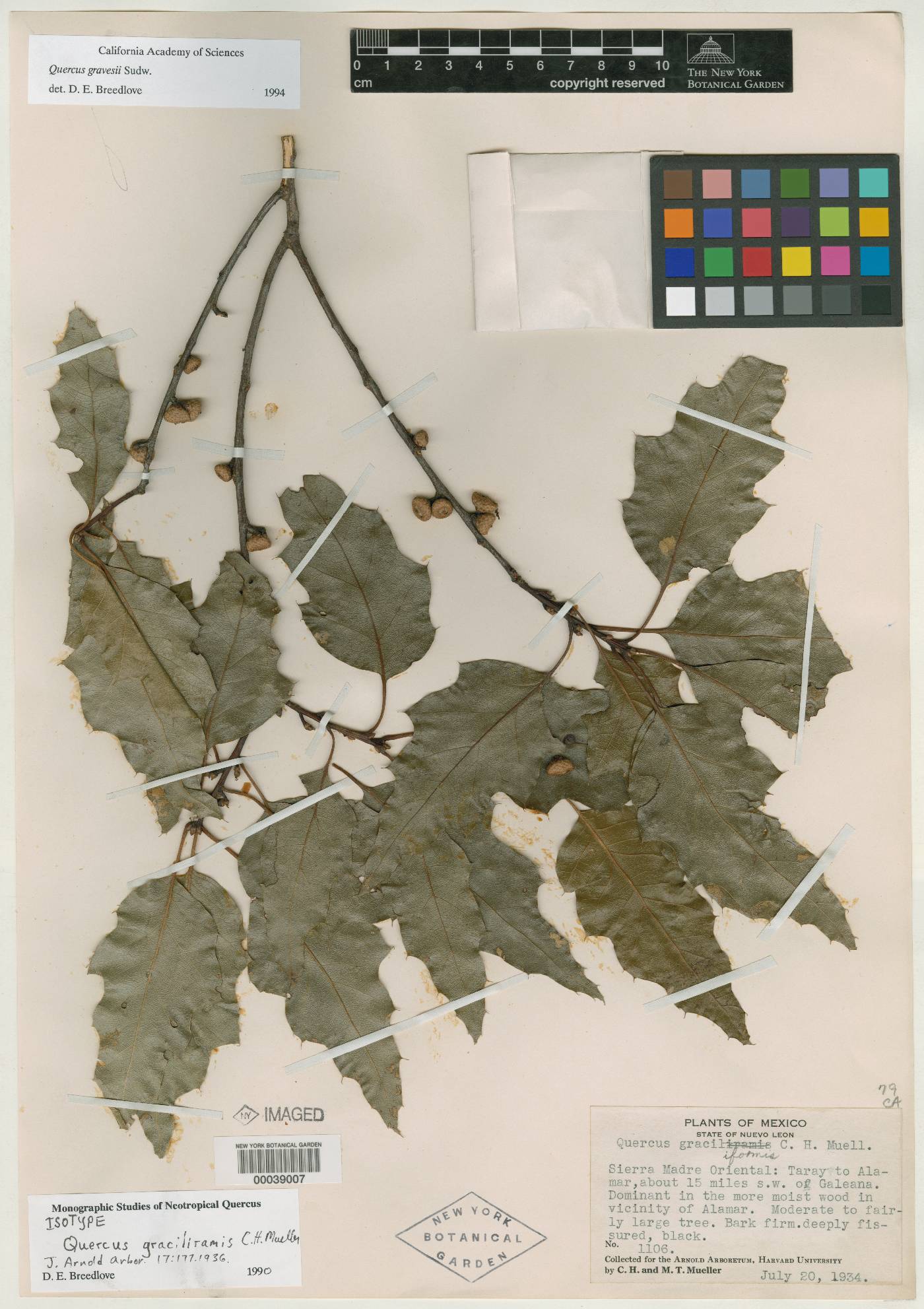 Quercus canbyi image