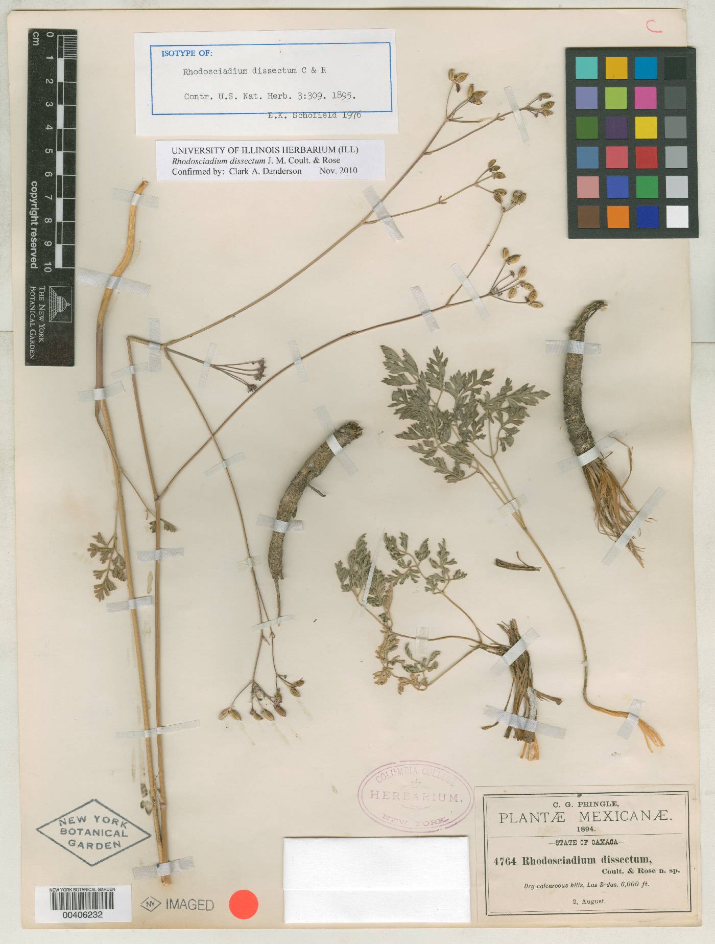 Rhodosciadium dissectum image