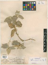 Croton magdalenae image