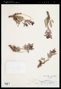 Penstemon calcareus image