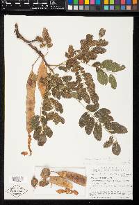 Hesperalbizia occidentalis image