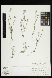 Cryptantha torreyana image