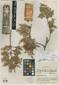 Thuja occidentalis image