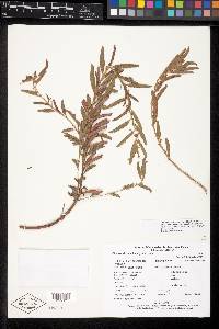 Chamaecrista nictitans var. patellaria image