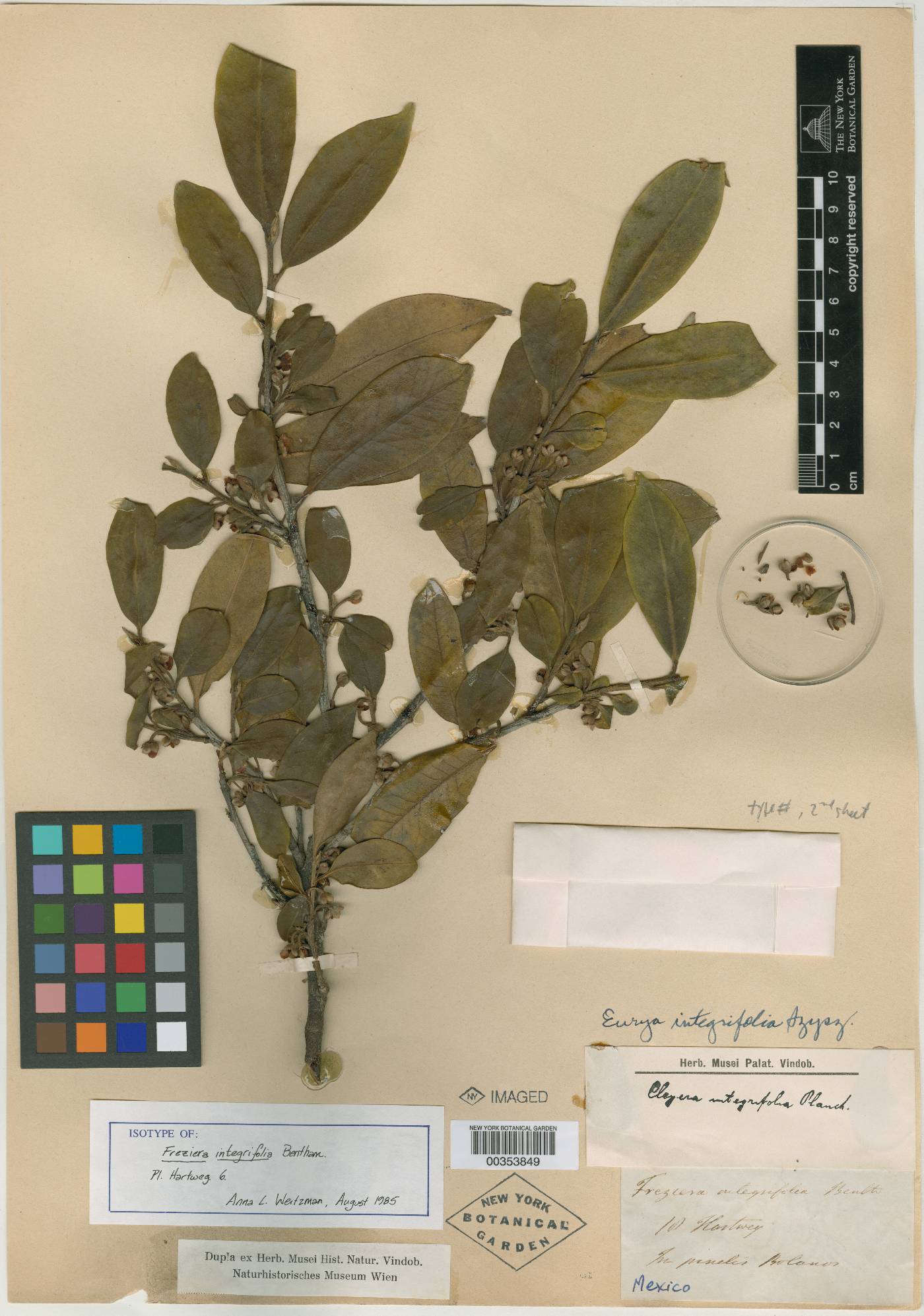 Cleyera integrifolia image