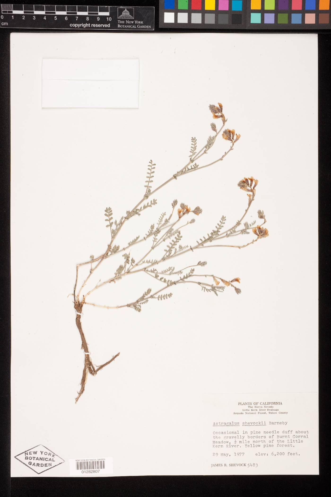 Astragalus shevockii image