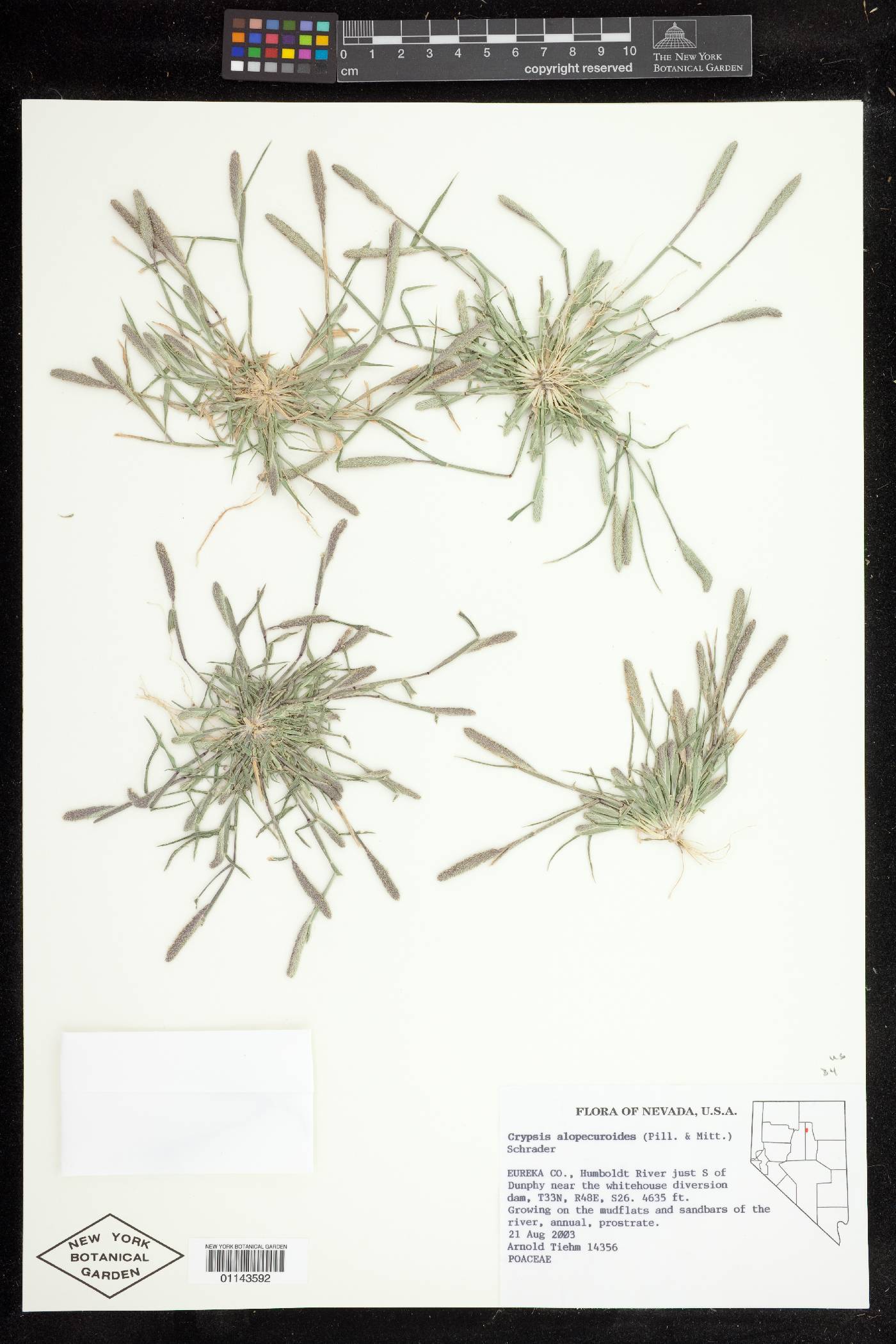 Crypsis alopecuroides image