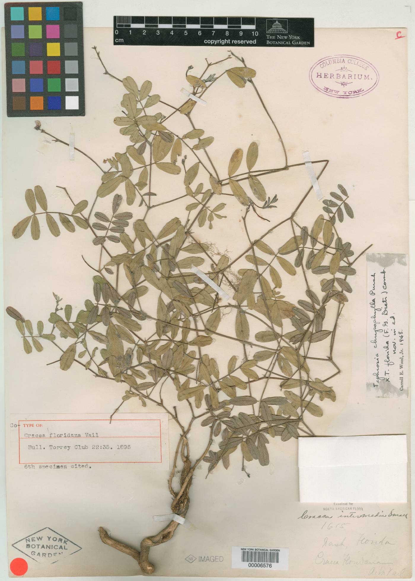 Cracca floridana image