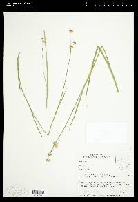 Juncus ensifolius var. montanus image