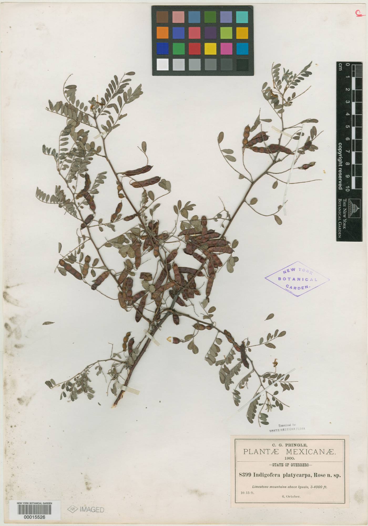 Indigofera platycarpa image