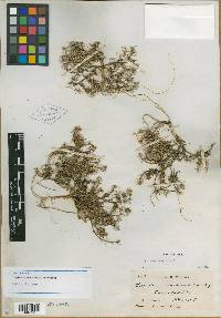 Lepidium schaffneri image