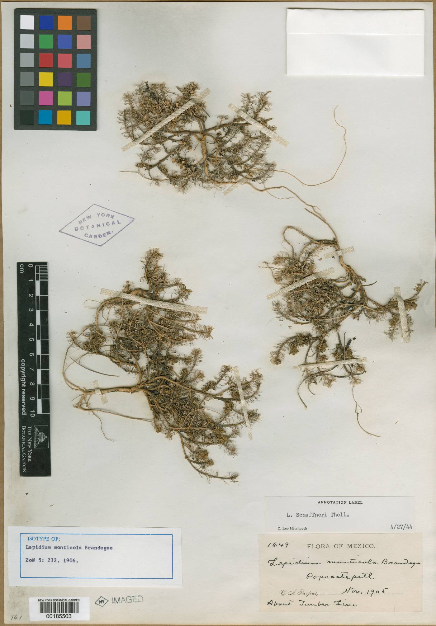 Lepidium schaffneri image