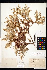 Thuja occidentalis image